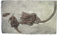 Three Crinoid Species