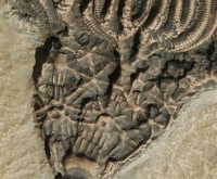 Three Crinoid Species