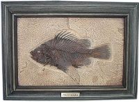 Priscacara serrata, Green River, fossil fish