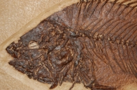 Priscacara serrata, Green River, fossil fish