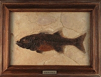 Mioplosus labracoides, Green River, fossil fish