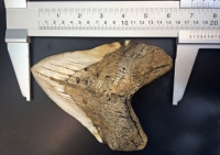 Massive 6 7/8 Inch Megalodon (Otodus megalodon) tooth