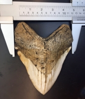 Massive 6 7/8 Inch Megalodon (Otodus megalodon) tooth