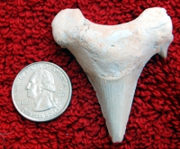 Otodus obliquus authentic fossil shark tooth