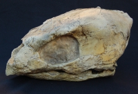 Protostega gigas Fossil Sea Turtle Skull