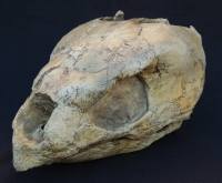 Protostega gigas Fossil Sea Turtle Skull