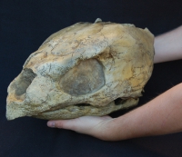 Protostega gigas Fossil Sea Turtle Skull