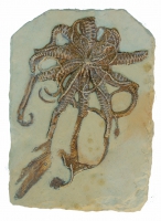 Solarnocrinus, crinoid calyx