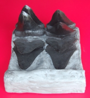 Megalodon Tooth Progression With 8, 6 Inch Teeth, Otodus megalodon