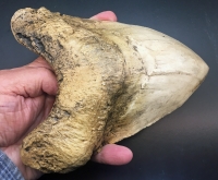 World Record Megalodon Tooth, Otodus megalodon, Over 7 Inches