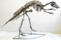 Maiasaur, Juvenile Skeleton