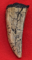 Tyrannosaurus rex, tooth with serrations