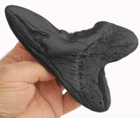 5 7/8 Inch Otodus Megalodon Shark Tooth Pathology choose color