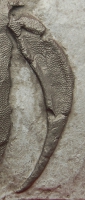 Pterichthyodes milleri, Placoderm