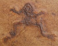 Palaeobatrachis, Messel Frog