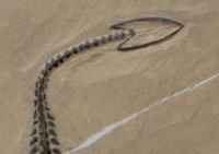 Keichousaurus hui, marine reptile