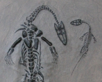 Keichousaurus hui, marine reptile Mother & Child