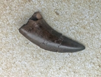 Nanotyrannus lancensis Dinosaurus Authentic Tooth