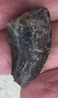 Daspletosaurus, 3 Authentic Dinosaur Teeth