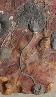 Scyphocrinites elegans, Crinoid with Calyx, Stem & Bulb