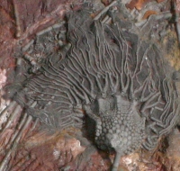 Scyphocrinites elegans, Crinoid with Calyx, Stem & Bulb