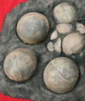 Saltasaurus Sauropod Dinosaur 9 Egg Nest