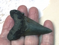 Authentic Fossil Shark Tooth Carcharocles auriculatus