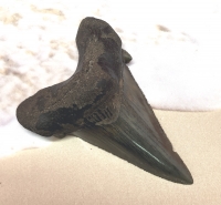 Authentic Fossil Shark Tooth Carcharocles auriculatus