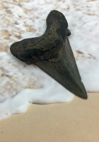 Authentic Fossil Shark Tooth Carcharocles auriculatus