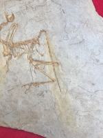 Archaeopteryx lithographicia , the Munich Specimen