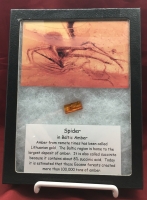 Spider In Baltic Amber, 40 Million Years Old