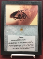 Spider In Baltic Amber, 40 Million Years Old