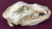 Ursus spelaeus, Cave Bear Skull & Lower Jaws