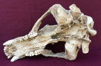 Ursus spelaeus, Cave Bear Skull & Lower Jaws