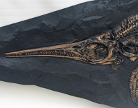 Ichthyosaur, marine reptile skeleton 57 Inches