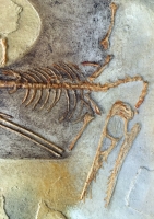 Rhamphorynchus muensteri, Pterosaur, Jurassic