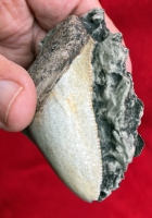 Juvenile Megalodon (Otodus megalodon) tooth 2 5/8 Inches