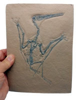 Pterodactylus kochi, specimen #7