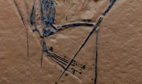 Pterodactylus kochi, specimen #7