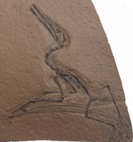 Ctenochasma elegans #4, (Pterodactylus)