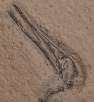 Ctenochasma elegans #4, (Pterodactylus)