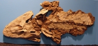 Tiktaalik Skull Transitional Form Bony Fish to Tetrapods