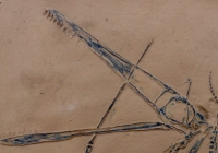 Pterodactylus antiquus, 1st described pterosaur #2