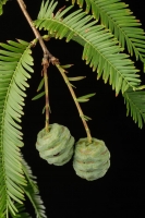 Metasequoia, (dawn redwood) Fossil Pinecone in Acrylic Display Case