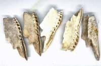 Pleistocene Alligator Jaw Alligator, mississippiensis,  in Acrylic Display Case