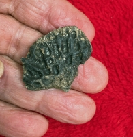 Pleistocene Alligator Osteoderm, Alligator mississippiensis,  in Acrylic Display Case