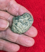 Pleistocene Alligator Osteoderm, Alligator mississippiensis,  in Acrylic Display Case