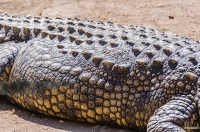 Pleistocene Alligator Osteoderm, Alligator mississippiensis,  in Acrylic Display Case