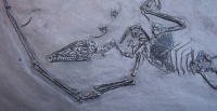 Campylognathoides liasicus, Pittsburgh Specimen pterosaur #10