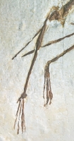 Pterodactulus antiquus #6